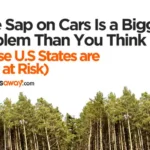 sap thumbnail showing line of pine trees