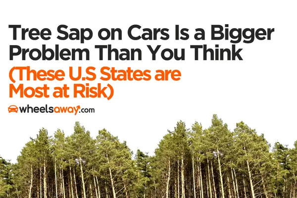 sap thumbnail showing line of pine trees